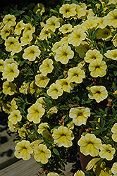 MiniFamous Compact Safran Calibrachoa (Calibrachoa 'MiniFamous Compact Safran') at A Very Successful Garden Center