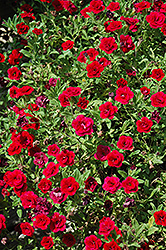 MiniFamous Double Red Calibrachoa (Calibrachoa 'MiniFamous Double Red') at Stonegate Gardens