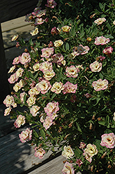 MiniFamous Double Rose Chai Calibrachoa (Calibrachoa 'MiniFamous Double Rose Chai') at Stonegate Gardens