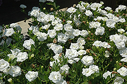 MiniFamous Double White Calibrachoa (Calibrachoa 'MiniFamous Double White') at Stonegate Gardens