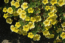 Lindura Yellow Calibrachoa (Calibrachoa 'Lindura Yellow') at Stonegate Gardens