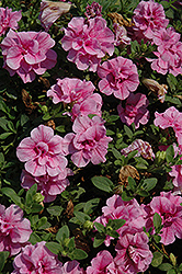 Double Wave Pink Petunia (Petunia 'Double Wave Pink') at Stonegate Gardens