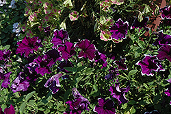 Fortunia Purple Picotee Petunia (Petunia 'Fortunia Purple Picotee') at Stonegate Gardens