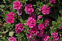 Double Wave Rose Petunia (Petunia 'Double Wave Rose') at Stonegate Gardens