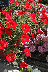 Sun Spun Red Petunia (Petunia 'Sun Spun Red') at Stonegate Gardens