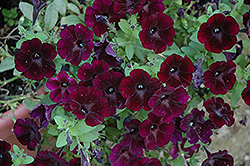 Sweetunia Bordeaux Petunia (Petunia 'Sweetunia Bordeaux') at Stonegate Gardens