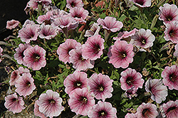 Sweetunia Mystery Petunia (Petunia 'Sweetunia Mystery') at Stonegate Gardens