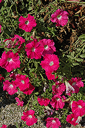 Cascadias Pink Petunia (Petunia 'Cascadias Pink') at Stonegate Gardens