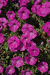 Glow Fluor Rose Petunia (Petunia 'Glow Fluor Rose') at Stonegate Gardens