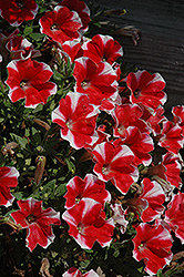 Peppy Red Petunia (Petunia 'Peppy Red') at Stonegate Gardens