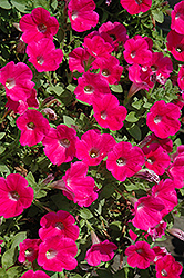 Piccola Hot Pink Petunia (Petunia 'Piccola Hot Pink') at Stonegate Gardens