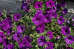 Surprise Marine Petunia (Petunia 'Surprise Marine') at Stonegate Gardens