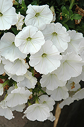 Surprise White Petunia (Petunia 'Surprise White') at Stonegate Gardens