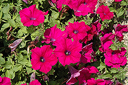 Surfinia Magenta Petunia (Petunia 'Surfinia Magenta') at Stonegate Gardens