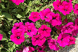 Perfectunia Purple Petunia (Petunia 'Perfectunia Purple') at Stonegate Gardens