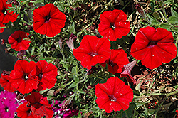 Glow Bright Red Petunia (Petunia 'Glow Bright Red') at Stonegate Gardens