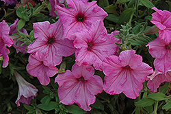 Glow Melon Rose Petunia (Petunia 'Glow Melon Rose') at Stonegate Gardens