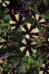 Littletunia Bicolor Black Petunia (Petunia 'Littletunia Bicolor Black') at Stonegate Gardens