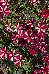 Littletunia Bicolor Illusion Petunia (Petunia 'Littletunia Bicolor Illusion') at Stonegate Gardens