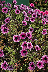 Littletunia Pink Vein Petunia (Petunia 'Littletunia Pink Vein') at Stonegate Gardens