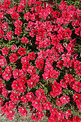 Littletunia Red Energy Petunia (Petunia 'Littletunia Red Energy') at Stonegate Gardens
