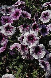 Purple Vein Ray Petunia (Petunia 'Purple Vein Ray') at Stonegate Gardens