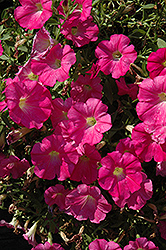 Pink Ray Petunia (Petunia 'Pink Ray') at Stonegate Gardens