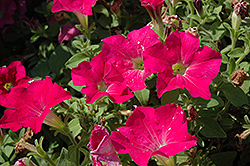 Candy Pink Ray Petunia (Petunia 'Candy Pink Ray') at Stonegate Gardens