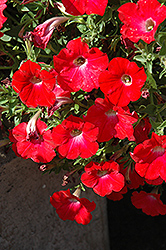 Red Ray Petunia (Petunia 'Red Ray') at Stonegate Gardens