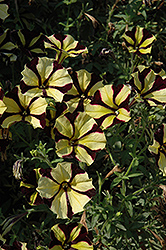 Sunflower Ray Petunia (Petunia 'Sunflower Ray') at Stonegate Gardens