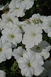 White Ray Petunia (Petunia 'White Ray') at Stonegate Gardens