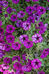 Littletunia Ultra Purple Petunia (Petunia 'Littletunia Ultra Purple') at Stonegate Gardens