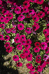Littletunia Shiraz Petunia (Petunia 'Littletunia Shiraz') at Stonegate Gardens