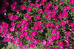 Littletunia Rose Petunia (Petunia 'Littletunia Rose') at Stonegate Gardens