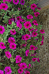 SuperCal Purple Petchoa (Petchoa 'SuperCal Purple') at Stonegate Gardens