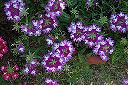 Lanai Twister Purple Verbena (Verbena 'Lanai Twister Purple') at Stonegate Gardens