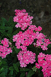 Lanai Upright Pink Verbena (Verbena 'Lanai Upright Pink') at Stonegate Gardens