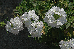 Vegas Plus White Verbena (Verbena 'Vegas Plus White') at Stonegate Gardens