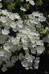 Lascar Compact White Verbena (Verbena 'Lascar Compact White') at Stonegate Gardens