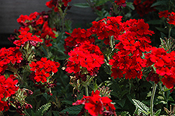 Lascar Compact Dark Red Verbena (Verbena 'Lascar Compact Dark Red') at Stonegate Gardens