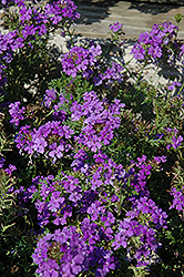 Veralena Pure Lavender Verbena (Verbena 'Veralena Pure Lavender') at Stonegate Gardens