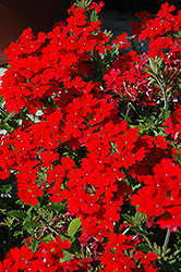 Temari Patio Red Verbena (Verbena 'Temari Patio Red') at Stonegate Gardens