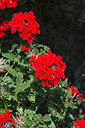 Lanai Red Verbena (Verbena 'Lanai Red') at Stonegate Gardens