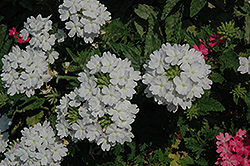 Lanai Blush White Verbena (Verbena 'Lanai Blush White') at Stonegate Gardens