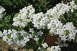 Tukana White Verbena (Verbena 'Tukana White') at Stonegate Gardens