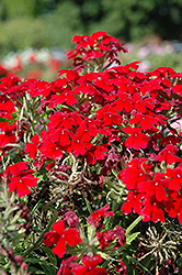 Aztec Dark Red Verbena (Verbena 'Aztec Dark Red') at Stonegate Gardens