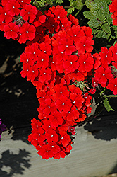 Fuego Bright Red Verbena (Verbena 'Fuego Bright Red') at Stonegate Gardens