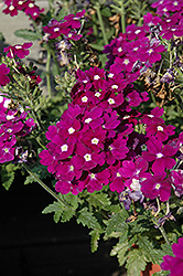 Aztec Violet Verbena (Verbena 'Aztec Violet') at Stonegate Gardens