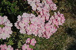 Empress Soft Pink Charme Verbena (Verbena 'Empress Soft Pink Charme') at Stonegate Gardens