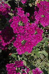 Empress Purple Verbena (Verbena 'Empress Purple') at Stonegate Gardens